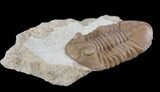 Prone Asaphus Plautini Trilobite - Russia #89067-1